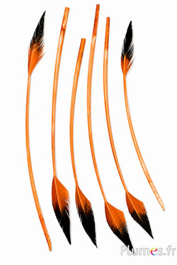 Cigno freccia - 28-33 cm - salmone-nero